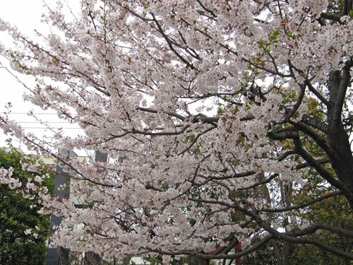 Senso-ji surroundings